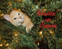 /album/specialty-item-samples/dito-5-jpg/